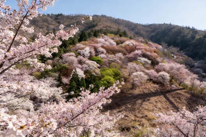 Kansai Hidden Cherry Blossom Tour: Seasonal One-Day Escape - The Value Proposition: Is It Worth It?