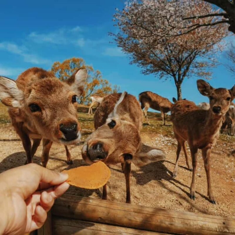 Kansai Region: Private Custom Highlights Tour with Pickup - Final Thoughts