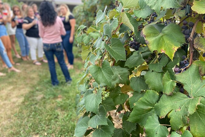Kansas City Brewery, Winery, and Distillery Tour - Customer Reviews and Recommendations