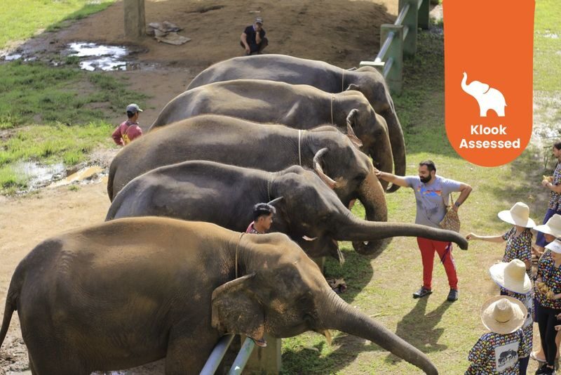Kanta Elephant Half Day Tour from Chiang Mai - What to know before you book