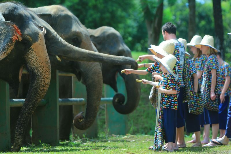 Kanta Elephant Half Day Tour from Chiang Mai - A short drive to an up-close encounter