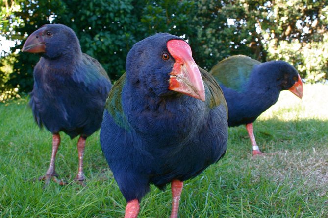 Kapiti Island Classic Guided Day Tour - Overview and Activities