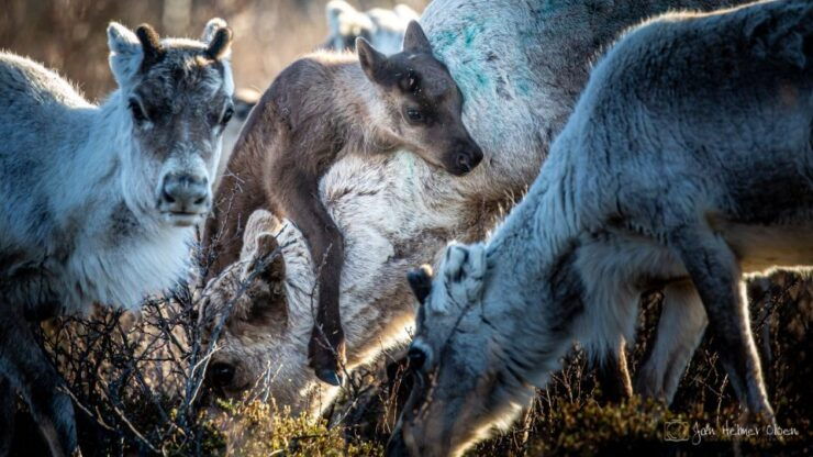 Karasjok: Reindeer Calving Experience - Highlights