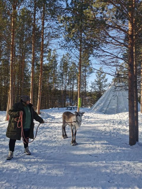 Karasjok: Reindeer Feeding Experience - Experience Highlights