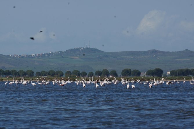 Karavasta Lagoon and Boat Trip - Daily Tour From Tirana - Enjoying the Boat Trip