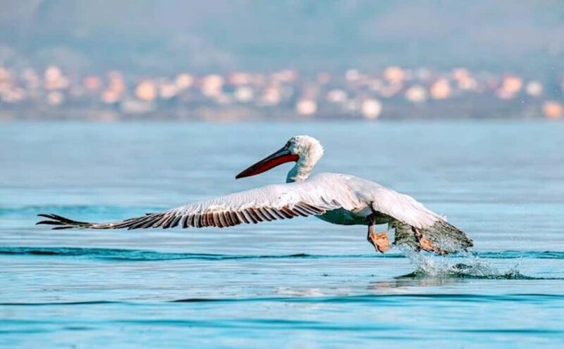 Karavasta:Bird Watching, Tower Views & Lagoon Boat Ride - Authentic Experiences & Insights from Visitors