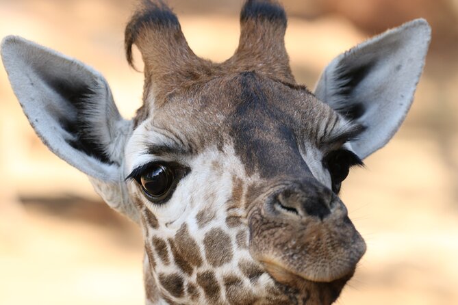 Karen Blixen Museum, Beads Craft and Giraffe Day Tour - Cancellation Policy