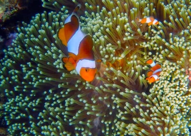 Karimunjawa Kayaking and Snorkeling - Good To Know