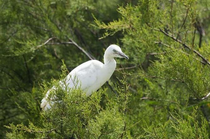 Karnala Bird Sanctuary Excursion From Mumbai - Good To Know
