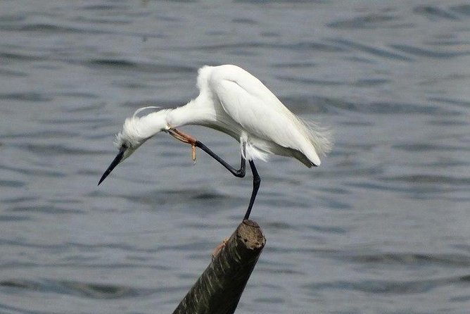 Karnala Bird Sanctuary Excursion From Mumbai - Bird and Wildlife Diversity