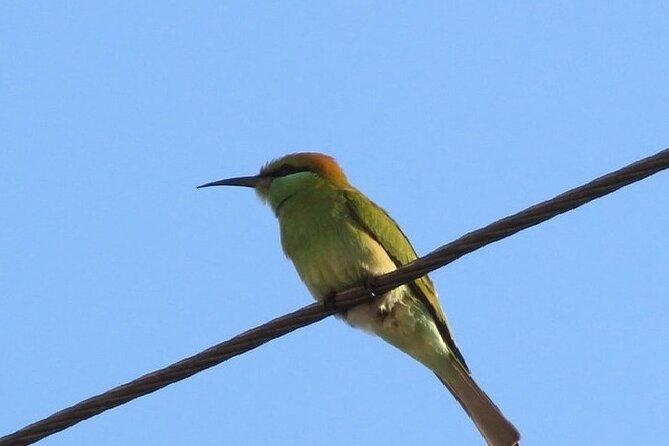 Karnala Bird Sanctuary Excursion From Mumbai - Ideal Visiting Hours