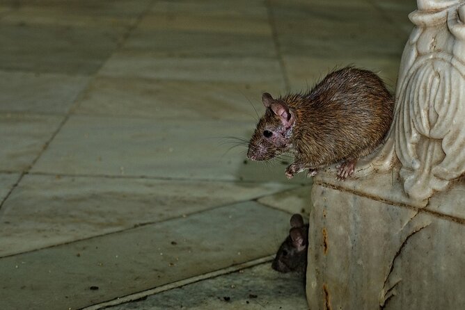 Karni Mata Temple (A Unique Rat Temple) Near Bikaner - Additional Information