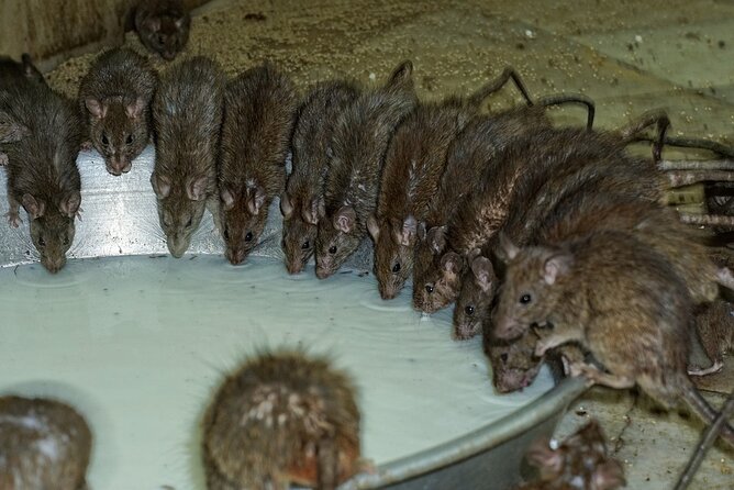 Karni Mata Temple (A Unique Rat Temple) Near Bikaner - Temple History and Significance