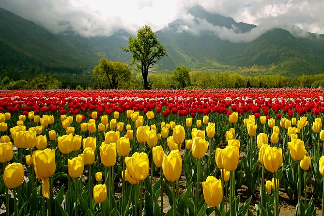 Kashmir Tulip Festival - Tulip Varieties on Display