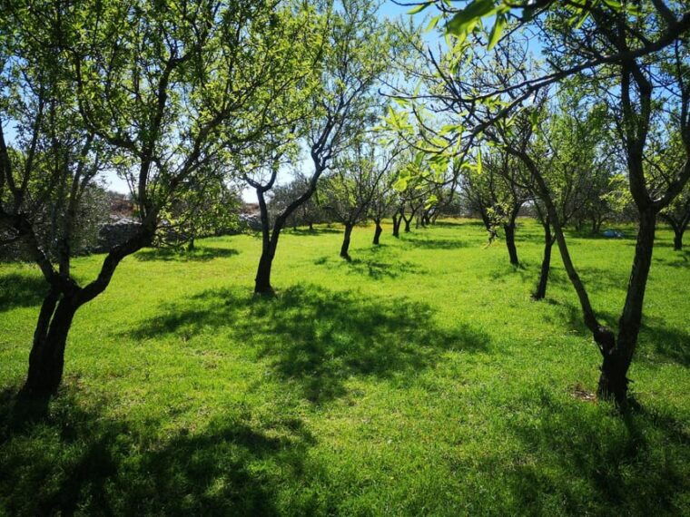 Kastela: Wine & Olive Tasting Tour w/Delicacies & Live Music - Who Will Love This Tour?