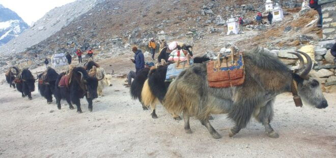 Kathmandu: 14-Day Everest Base Camp Trek - Trek Reviews