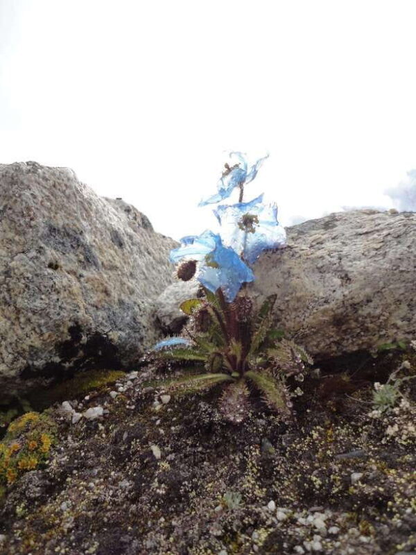 Kathmandu : 14 -Day Everest Base Camp with Kala Patthar Trek - Good To Know