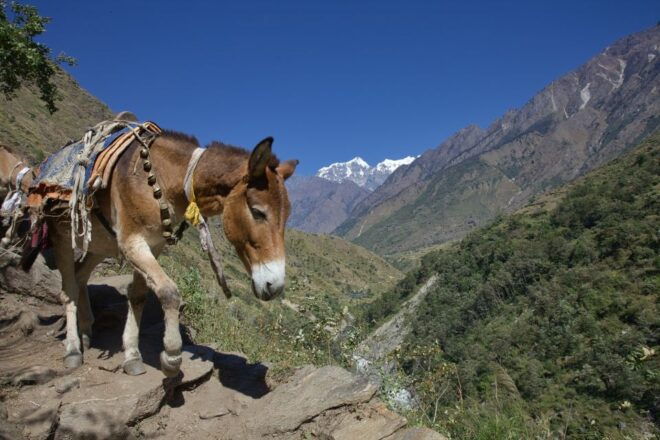 Kathmandu: 15-Day Mountainous Manaslu Circuit Trek - Experience Highlights