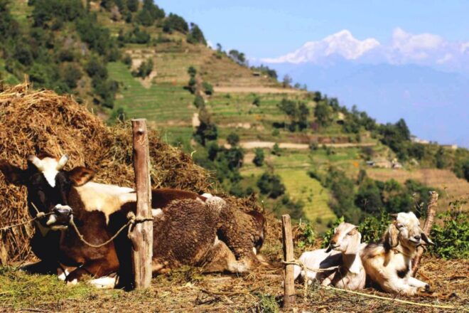 Kathmandu: 2 Nights 3 Days Chisapani Nagarkot Trek Kathmandu - Customer Reviews and Testimonials