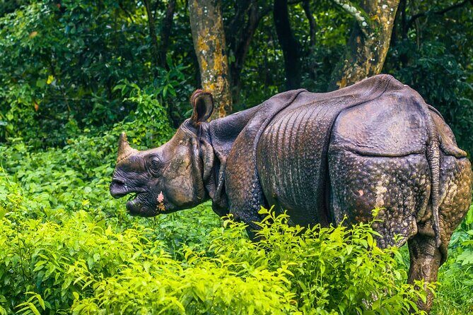 Kathmandu 2 Nights 3 Days Chitwan Jungle Safari Tour - Who Should Consider This Tour?