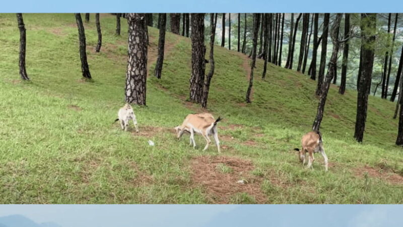 Kathmandu: 3-4 Hrs Hiking at Shivapuri National Park - What Reviewers Say