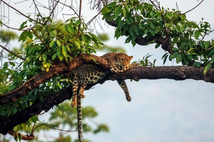 Kathmandu: 3-Day Chitwan Jungle Safari Tour With Meals - Free Cancellation and Duration