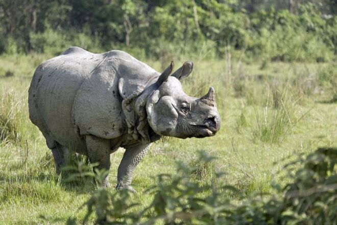 Kathmandu: 3-Day Chitwan Jungle Safari Tour With Meals - Pricing and Reservation Options