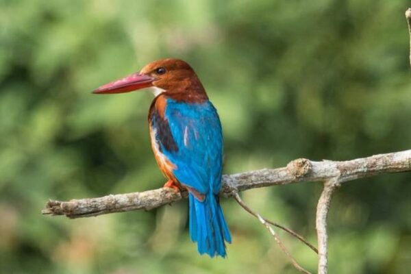 Kathmandu: 3-Day Chitwan Jungle Safari Tour With Meals - Customer Reviews and Highlights