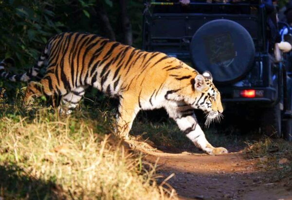 Kathmandu: 3-Day Chitwan Jungle Safari Tour With Meals - Helpful Customer Feedback
