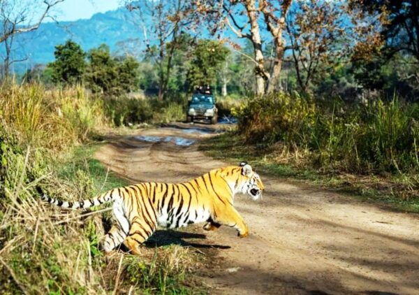 Kathmandu: 3-Day Chitwan Jungle Safari Tour With Meals - Additional Information and Gift Option