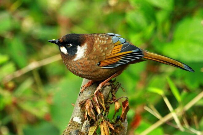 Kathmandu: 3-Day Chitwan National Park Safari Tour Package - Wildlife Spotting Opportunities