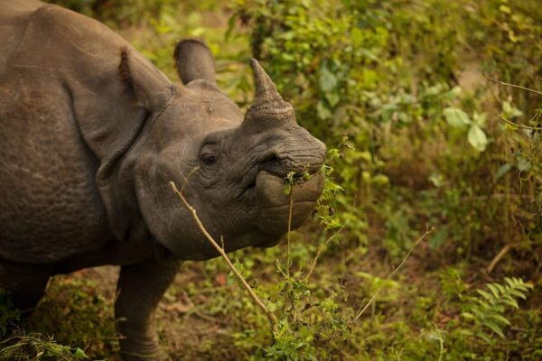 Kathmandu: 3-Day Chitwan National Park Safari Tour Package - Questions You May Have