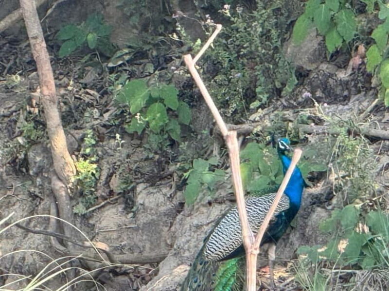 Kathmandu: 3-Day Chitwan Safari Tour with Hotel Transfers - Day 2: From Canoeing to Jeep Safari - An Action-Packed Day