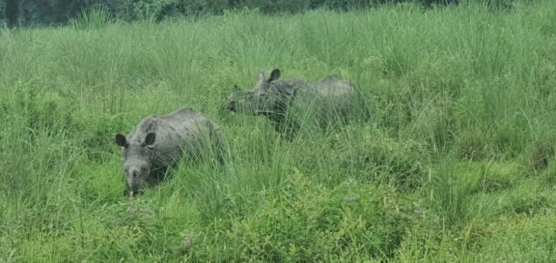 Kathmandu: 3-Day Chitwan Safari Tour with Hotel Transfers - The Practicalities and Value