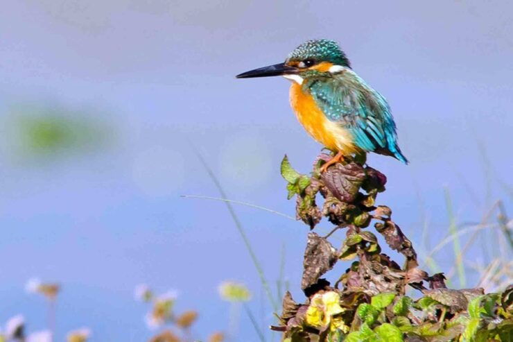 Kathmandu: 3-Day Chitwan Safari Tour With Hotel Transfers - Activity Details