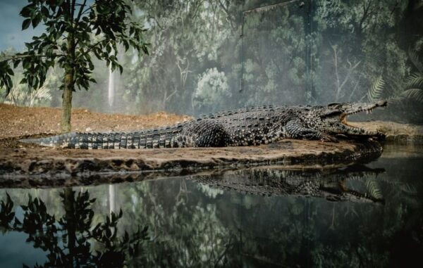 Kathmandu: 3-Day Wildlife, Culture and Jungle Safari Tour - Pick-up and Transportation