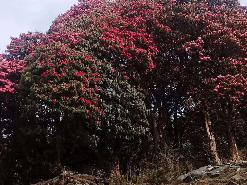 Kathmandu: 3 days Chispani Nagarkot Trek - The Experience: What You’ll Love