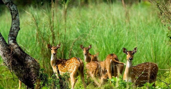 Kathmandu: 3 Days Luxury Chitwan Tour With Flights - Day-by-Day Itinerary
