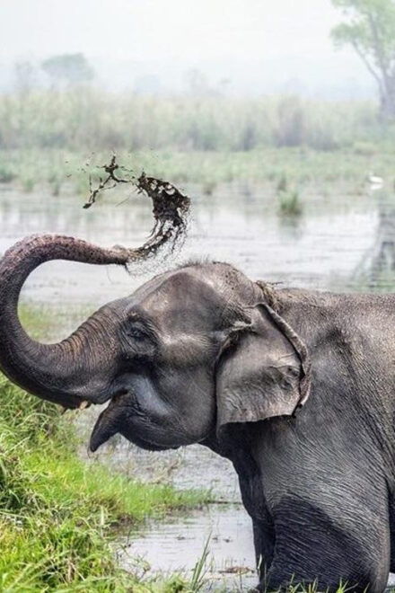 Kathmandu: 3 Days Luxury Chitwan Tour With Flights - Included Services