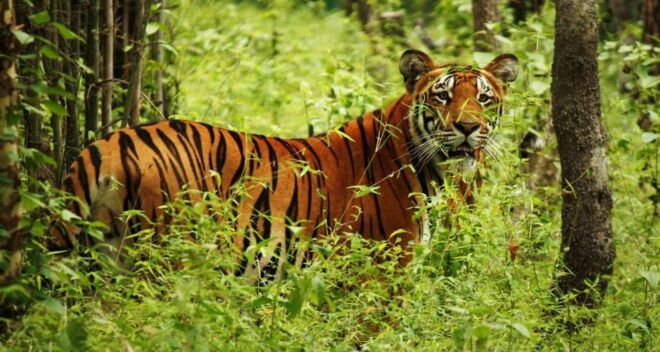 Kathmandu: 4-Day Private Chitwan National Park Safari Tour - Travel Tips