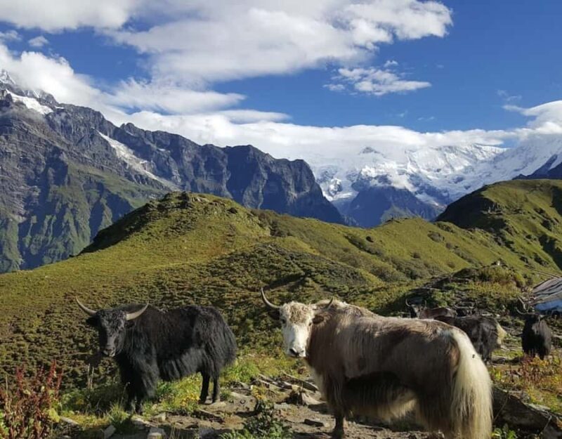 Kathmandu: 5-Day Mardi Himal Trek with Guide and Flights - Authentic Reviews & Insider Tips