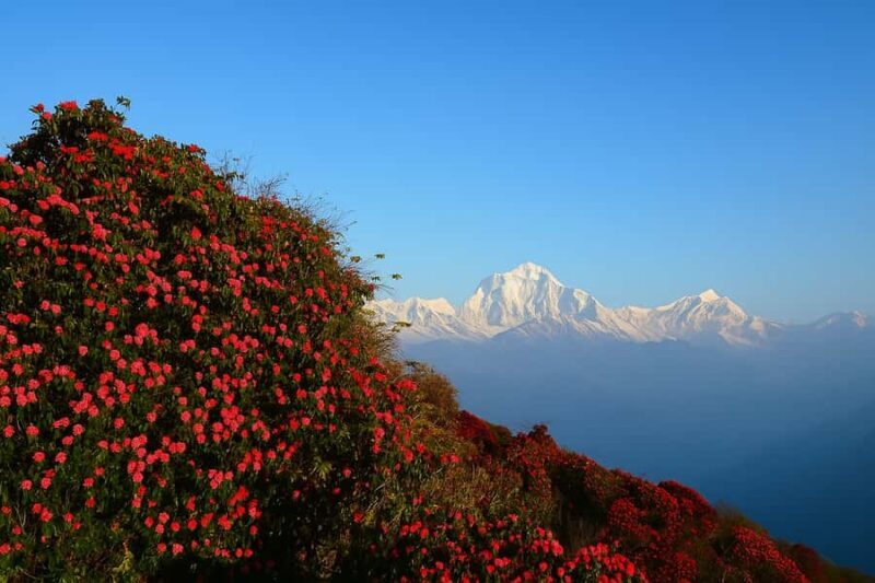 Kathmandu: 5-Day Muldai View Point Trek with Guide - Good To Know
