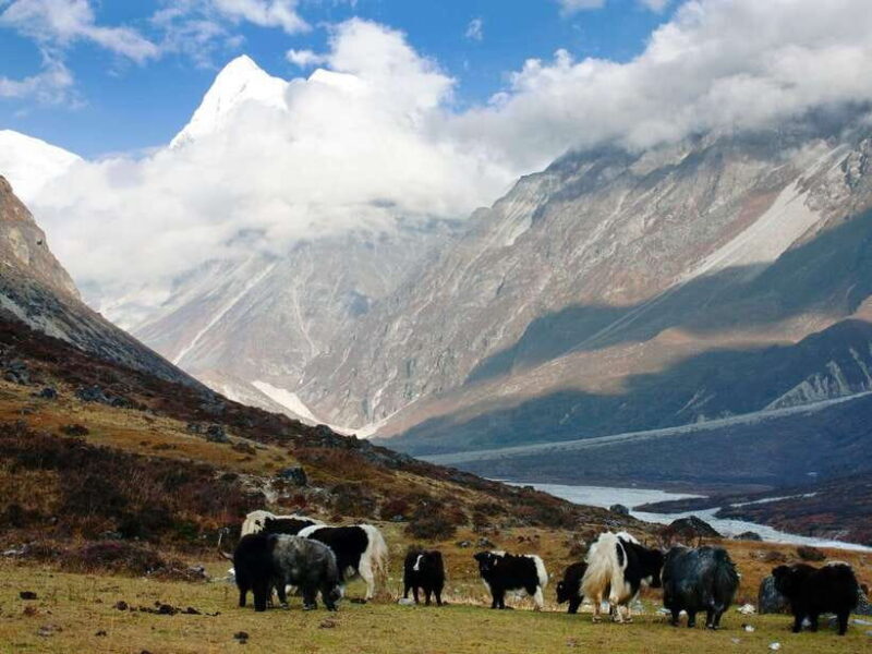 Kathmandu: 6 Days Langtang Valley Trek with Kyanjin Ri - The Sum Up: Who Is This Trek Best For?