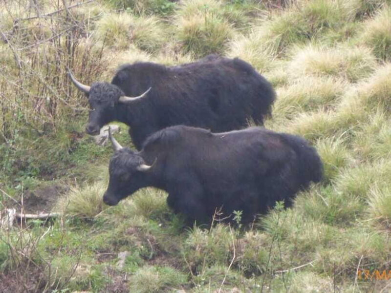 Kathmandu: 8-Day Annapurna Circuit Trek via Thorong La Pass - Final Thoughts