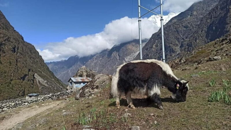 Kathmandu: 9-Day Langtang Gosaikunda Trek with Transfers - Final Thoughts: Is It Worth It?