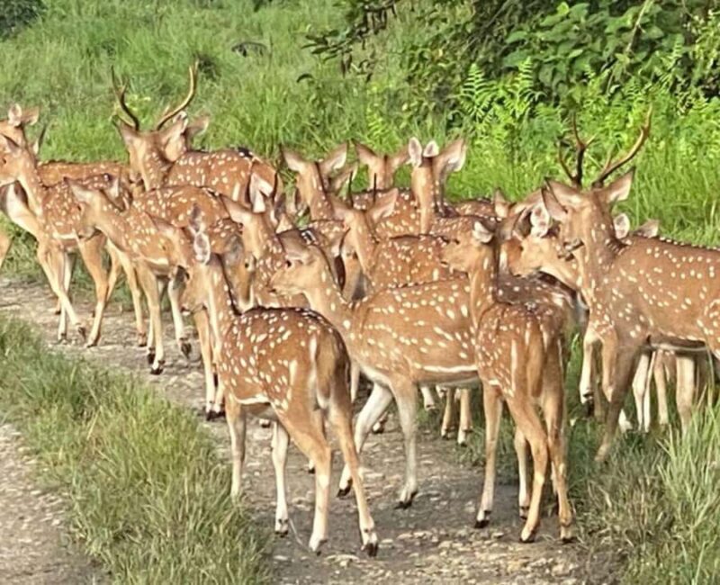 Kathmandu: 9-Day Nepal Golden Route Tour with Guide - From the Jungle to the Mountains: Pokhara