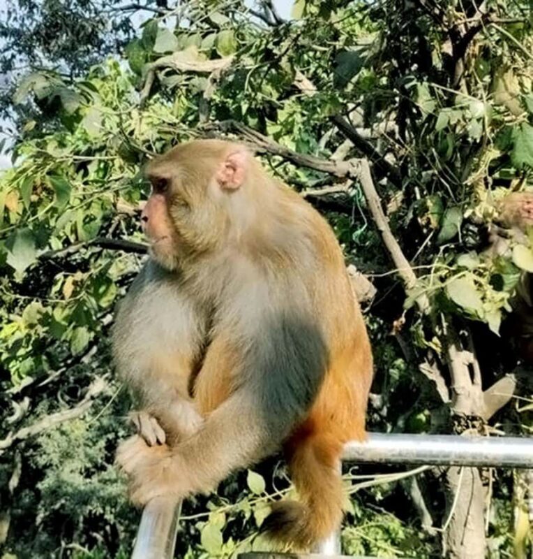 Kathmandu: A Day Tour of Kathmandu's Landmarks - FAQ