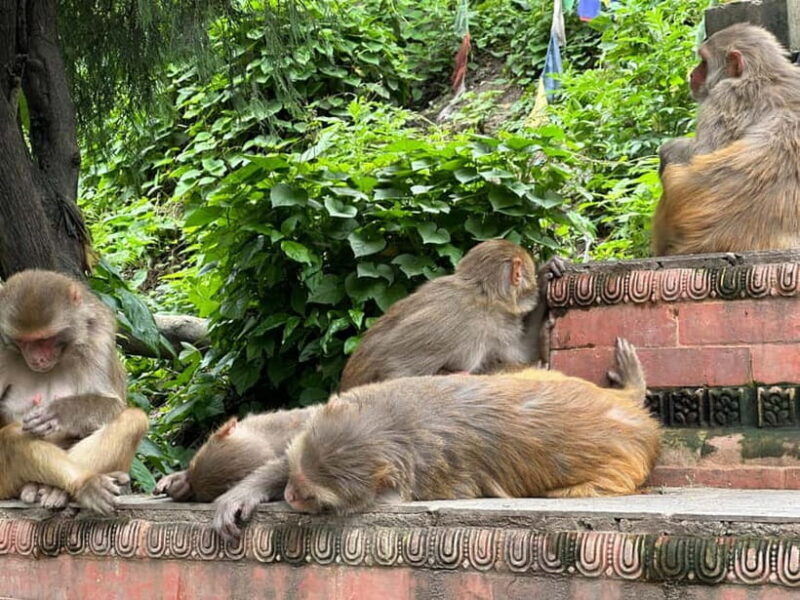 Kathmandu: A Photographer's Pilgrimage Tour to Swayambhunath - The Vibrant Surroundings: Markets and Monkeys
