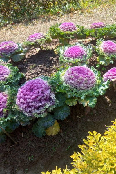 Kathmandu ; Botanical Garden & 3 UNESCO Heritage Sites Tour - Questions You May Have