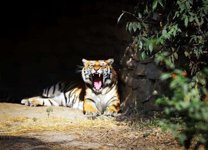Kathmandu: Central Zoo Tour - Practical Tips for Visiting the Central Zoo